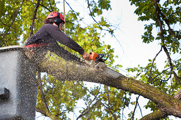 Tree Health Inspection in Woodfield, SC